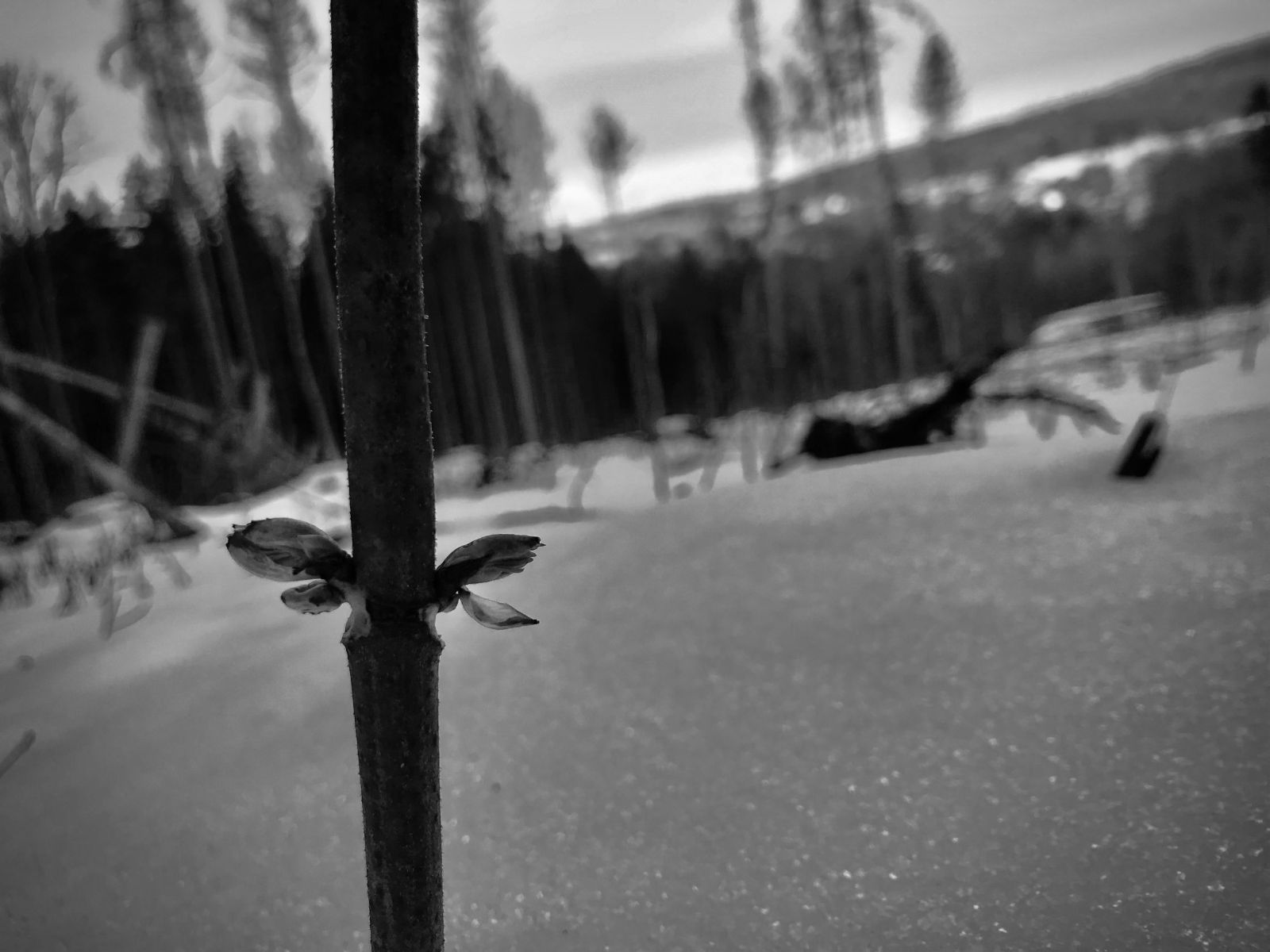 Krátká procházka na nahnání km (protože přes týden to fakt nejde) na paseku, kde jsme minulé jako sázeli duby (kousek z jednoho je vidět i na fotce).